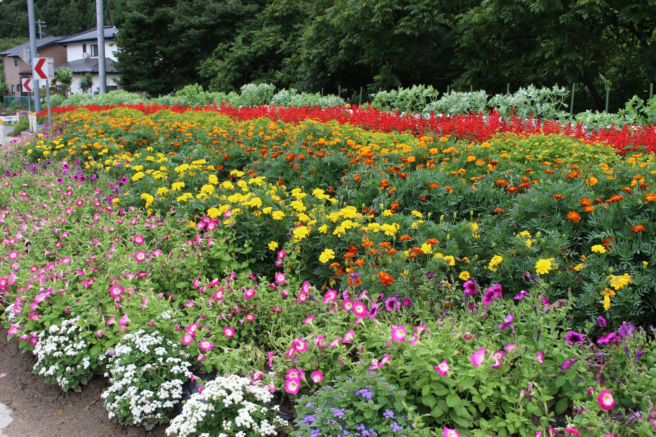第18区自治会の花壇